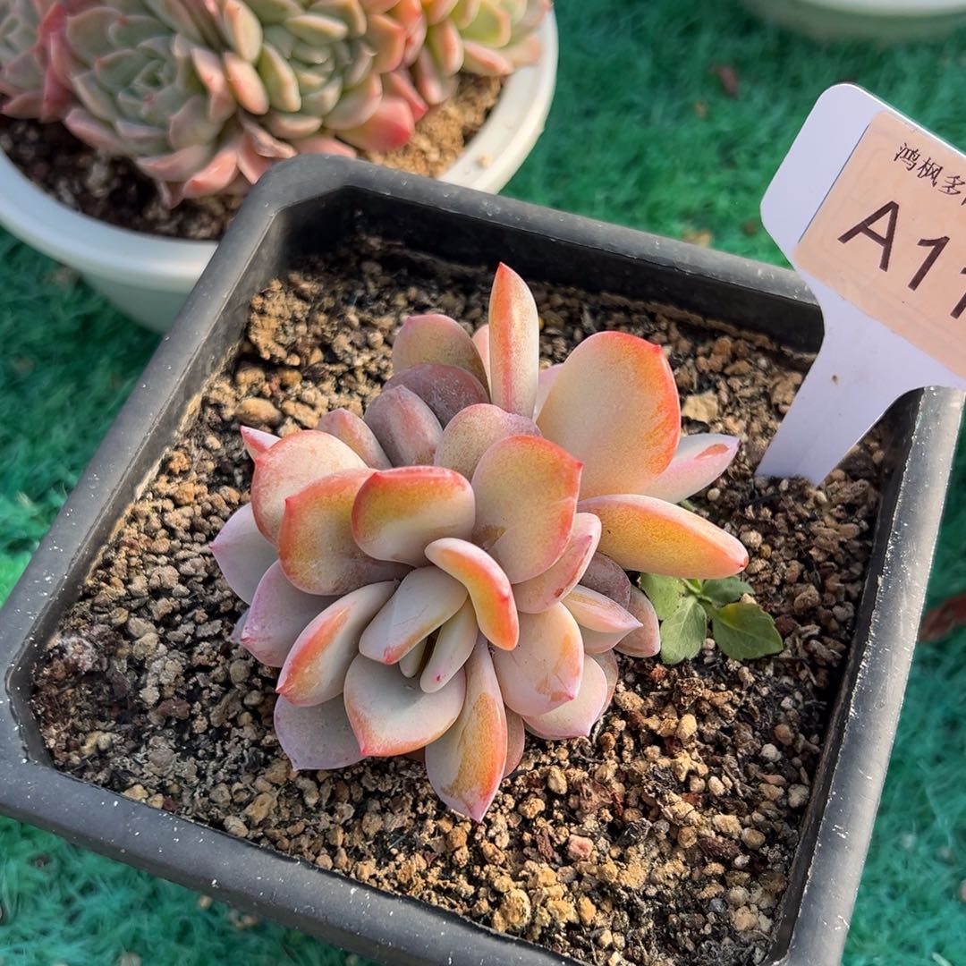 无花朵奶茶，，，，，，，，，，，，，，，，