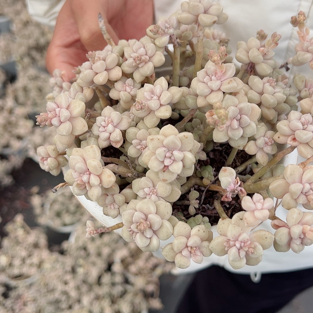 丸叶姬秋丽整桩老桩