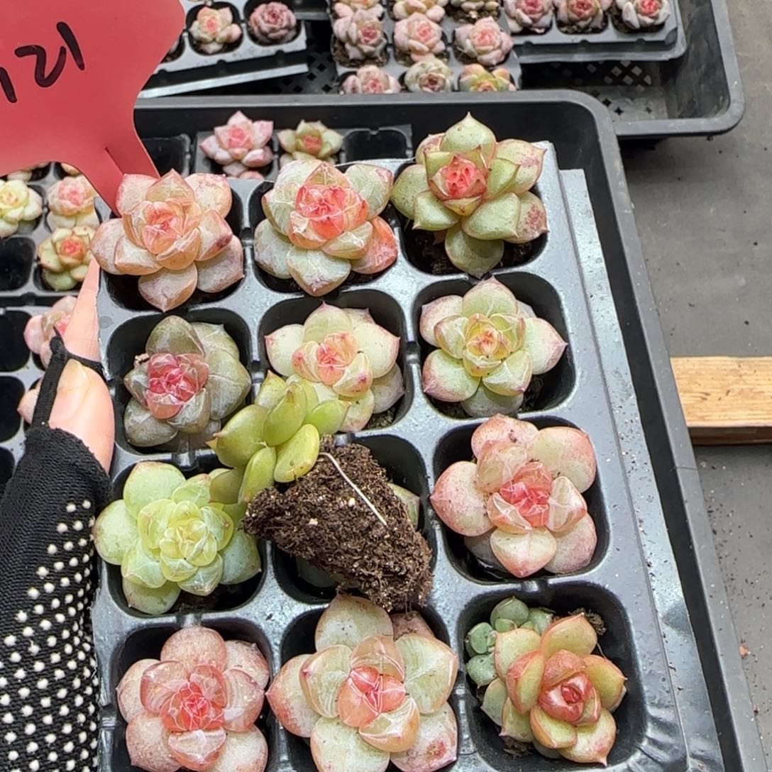 121哈哈哈哈哈哈哈哈哈