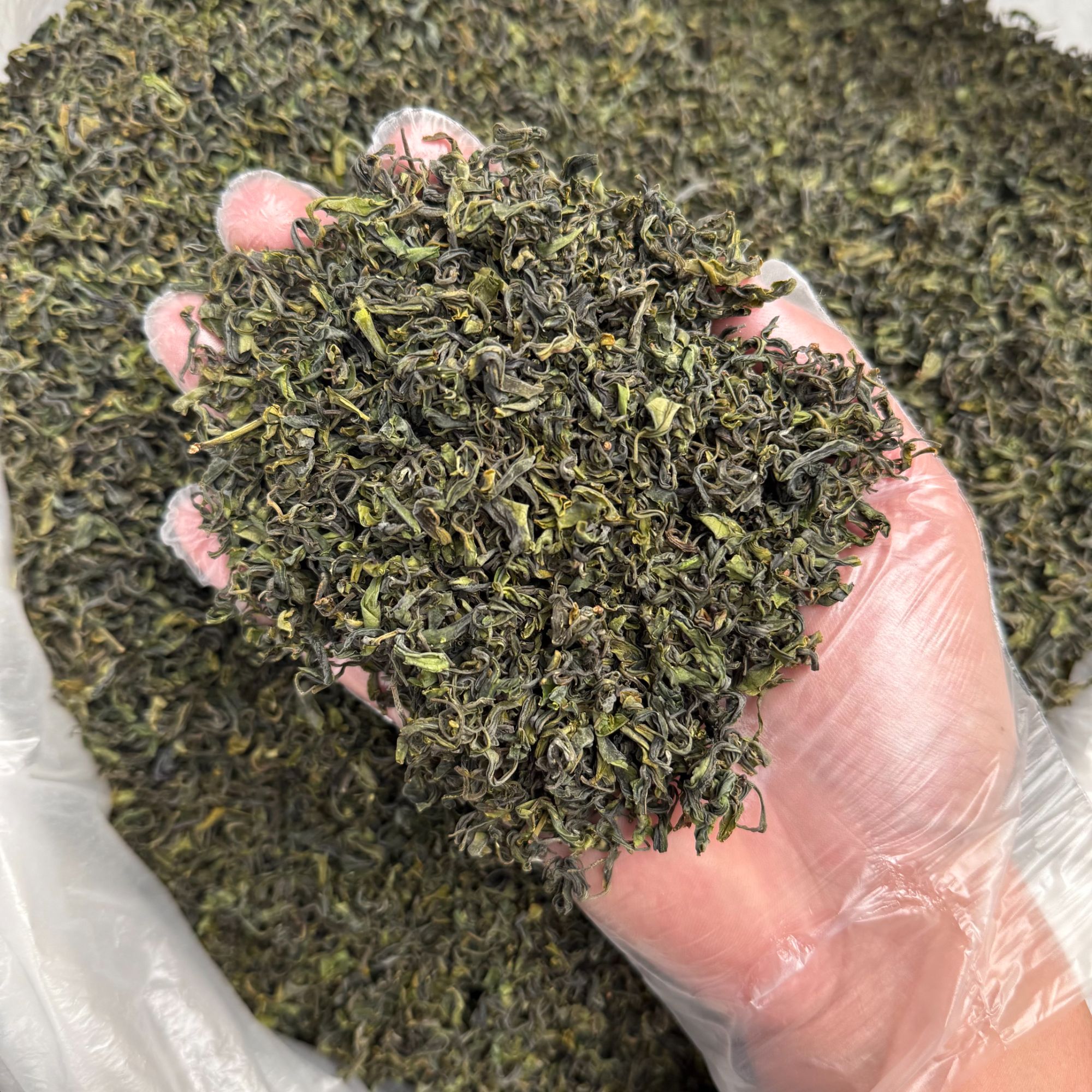 日照绿茶麦黄茶浓香口粮茶500g一斤