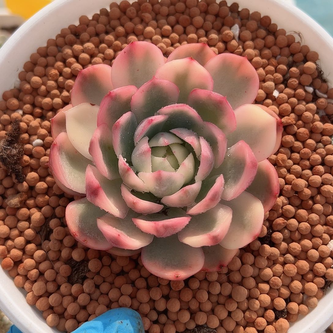 韩水晶锦，覆轮锦