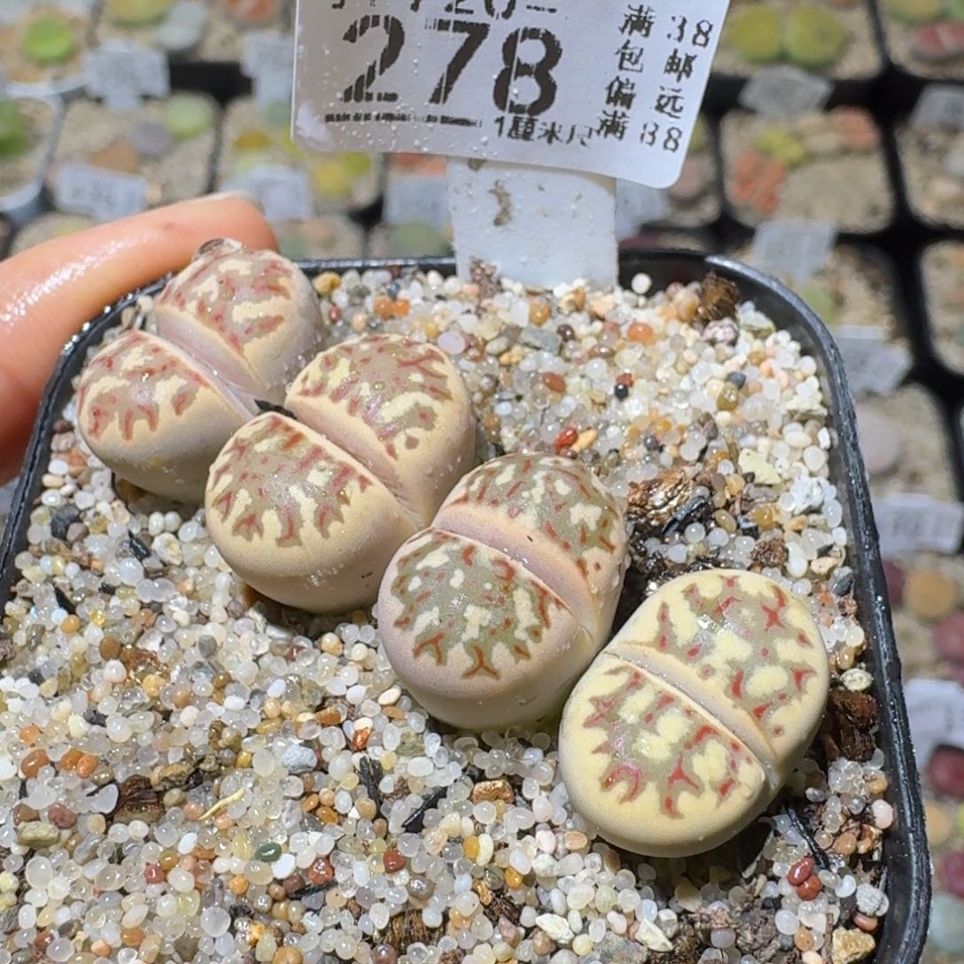 Sss清仓便宜出278