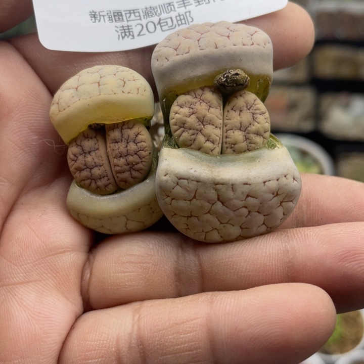 佳人园艺上福利啦荒212