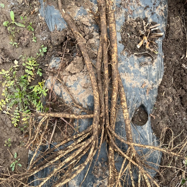 甘肃高原自己种的黄芪500包邮