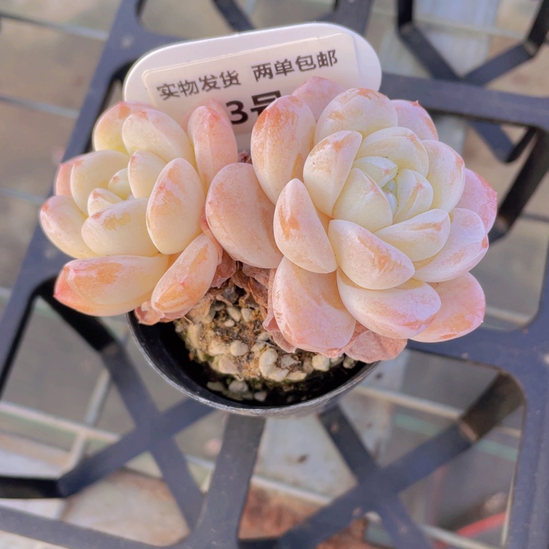 2号 天花板冰玉杂