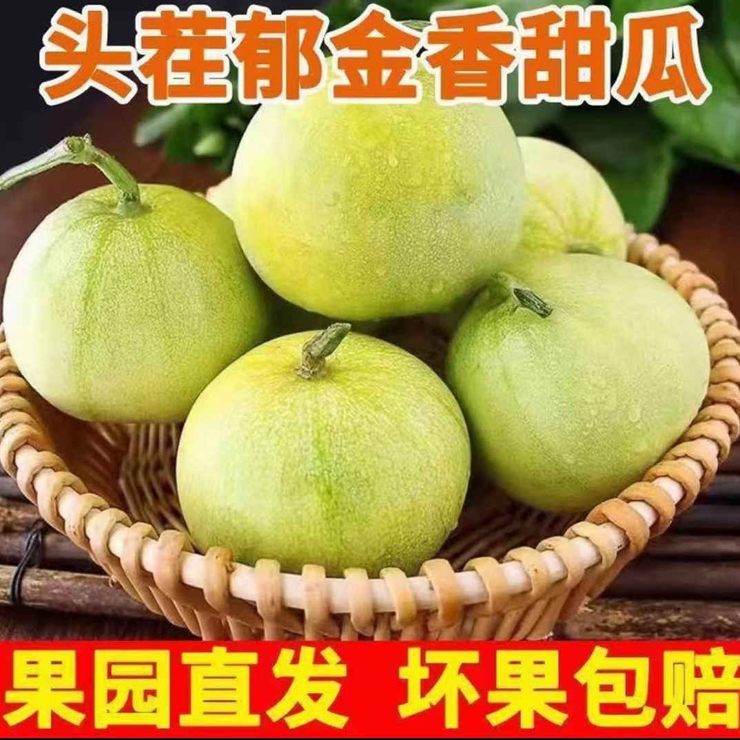 云南老品种郁金香小香瓜新鲜应季水果现摘现发小香瓜甜瓜