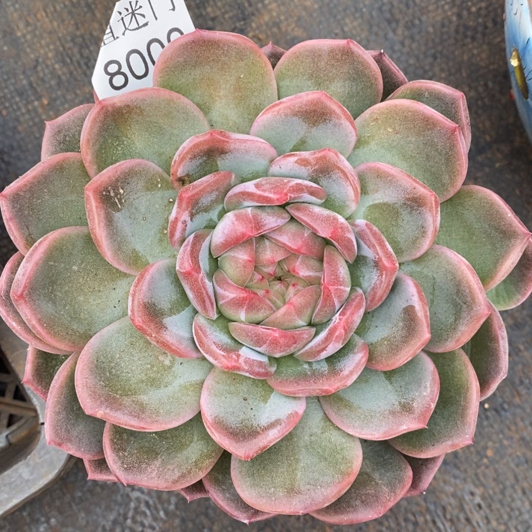 陈***糖杂交精品多肉8000~12厘米