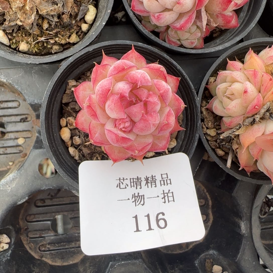 闪购精品多肉116号