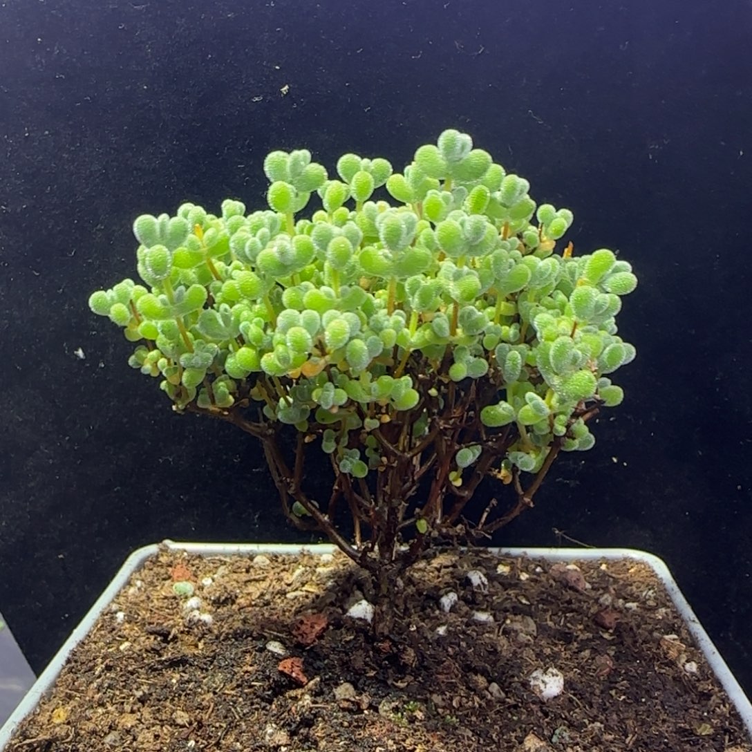 dy1392实生莱斯直杆三岔