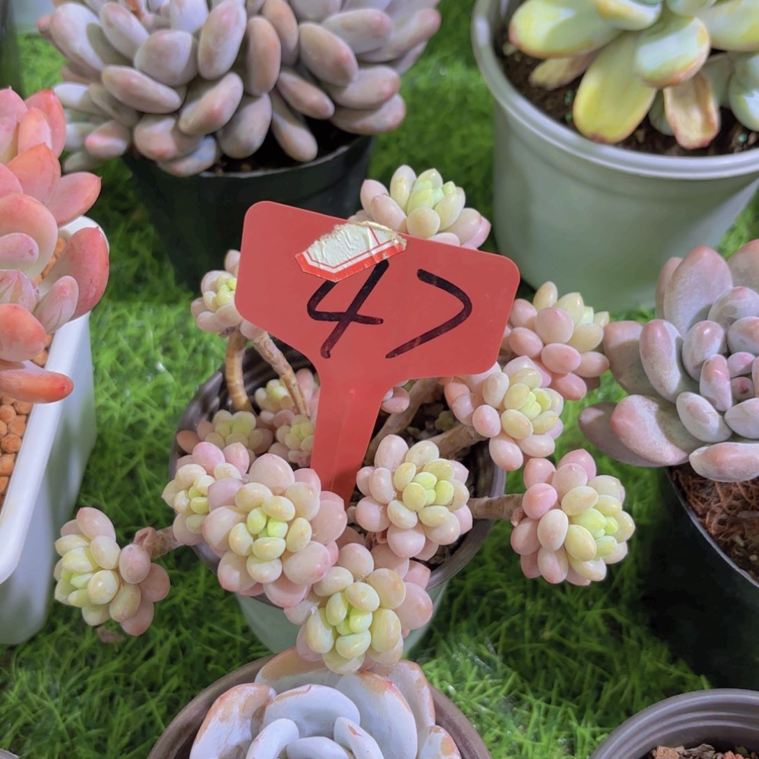 画*我的小可爱们都好可爱