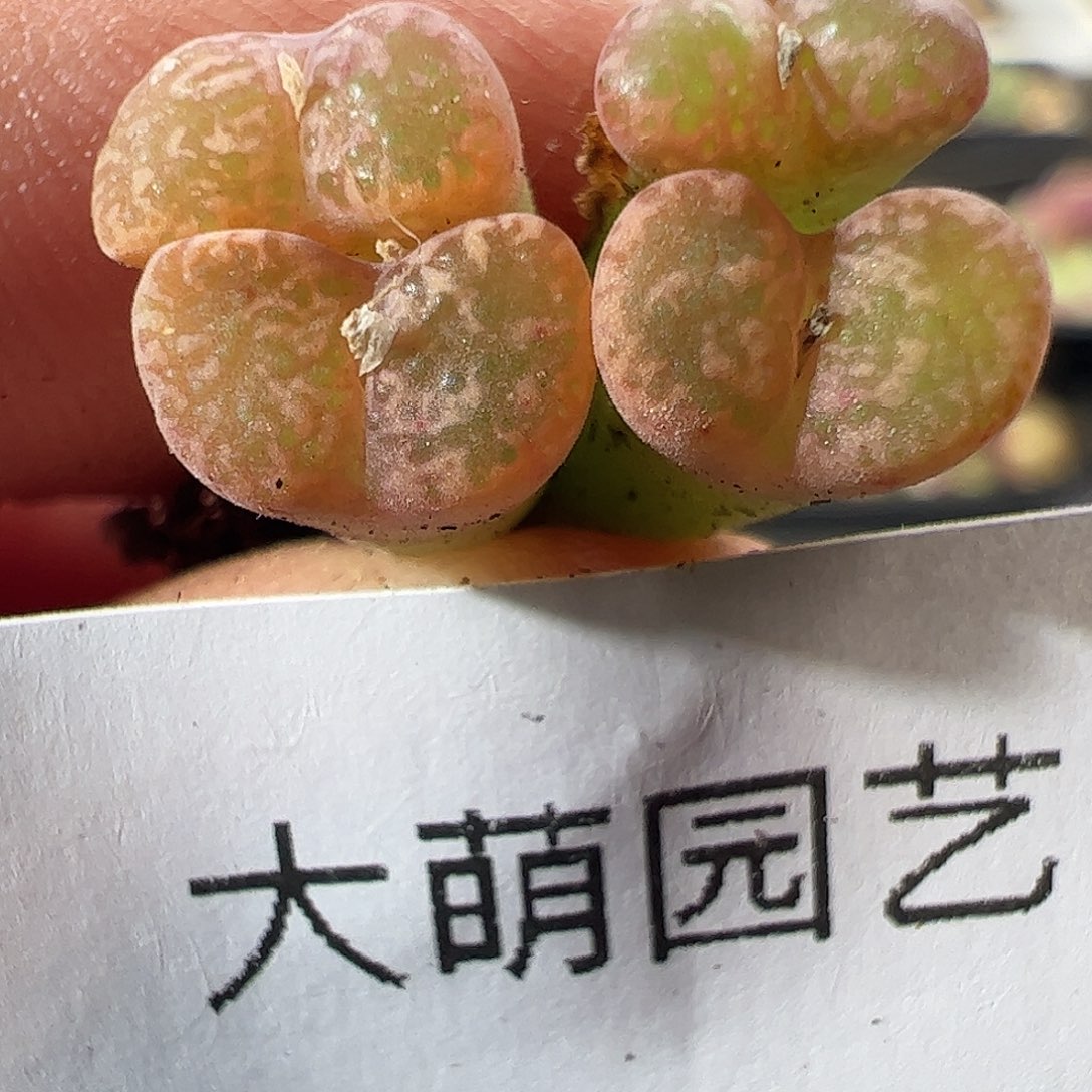 一物一拍。      849