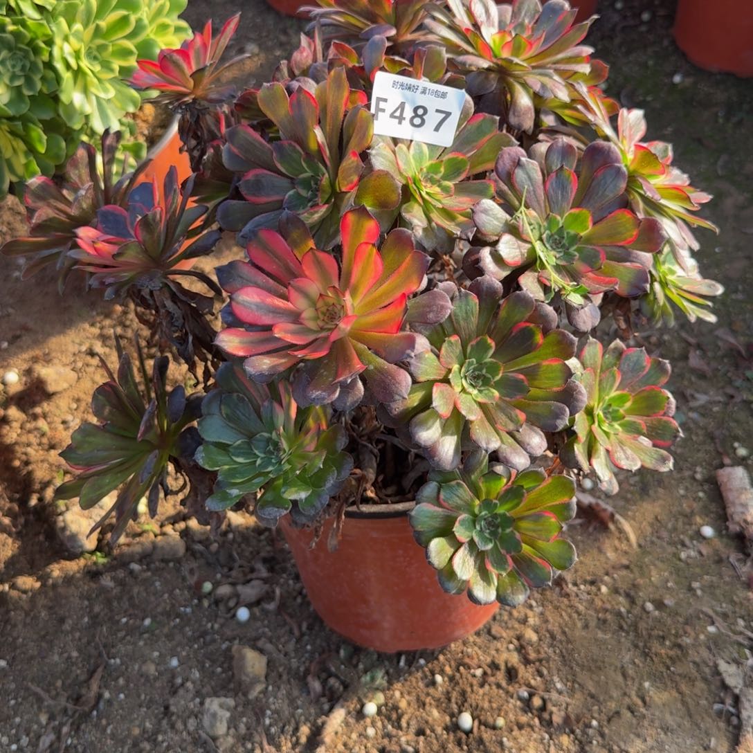 487烟化多多肉植物
