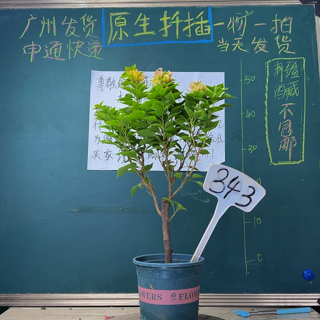 当前无花栽培后可以开花  塔黄  343