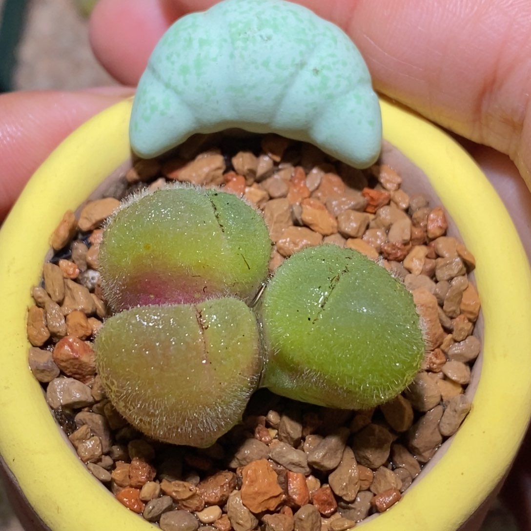 长毛带盆福利长毛带盆福利