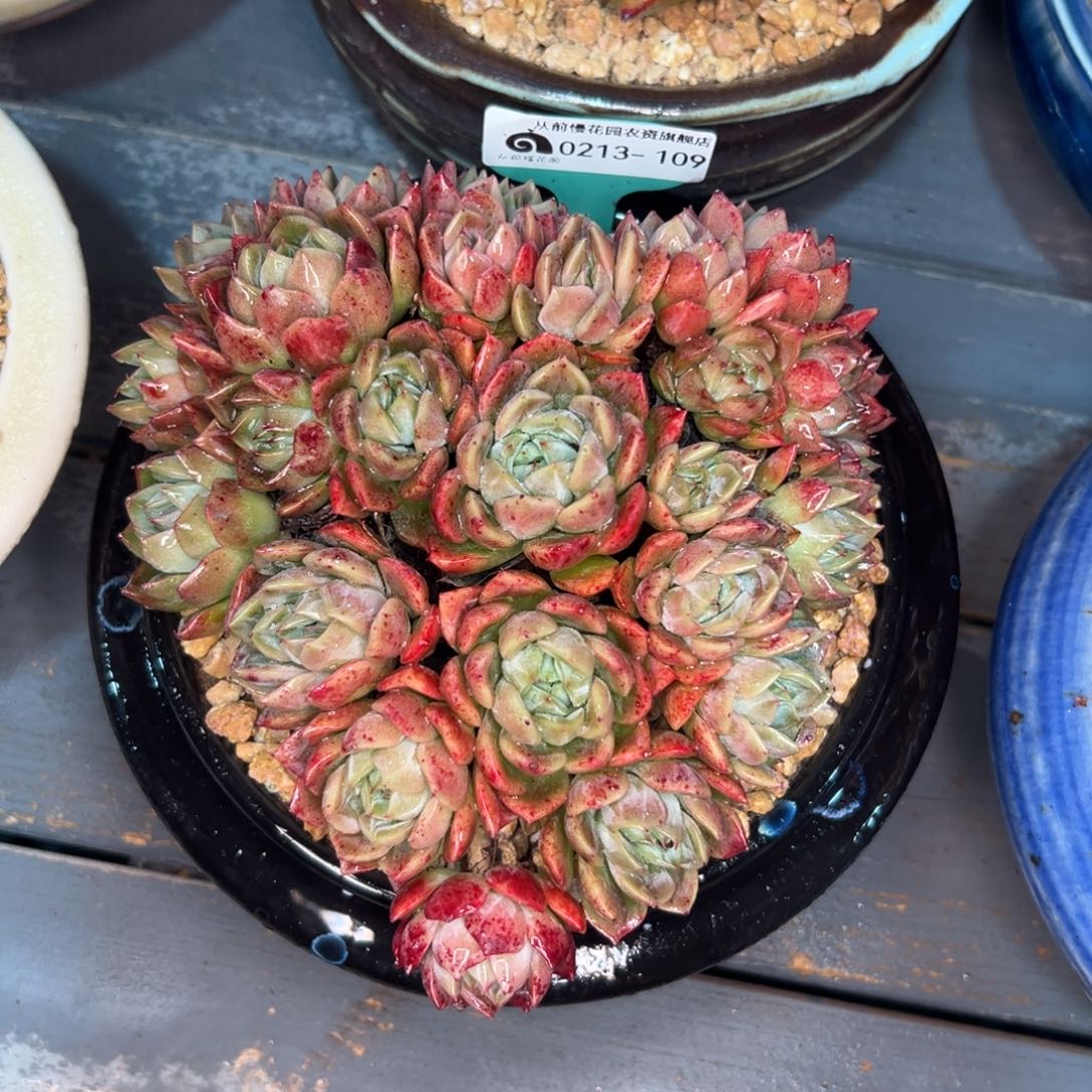 多肉一物一拍0213-109