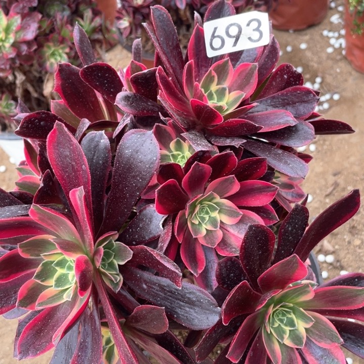 693多肉植物金丝雀
