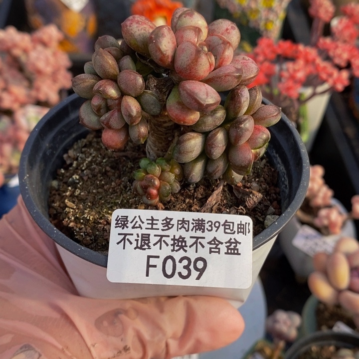 葡萄老桩有砍6cm1039多肉植物