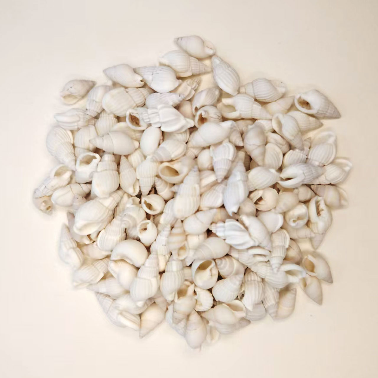 小海螺小米螺天然贝壳海螺手工diy鱼缸造景微观装饰配件寄居蟹用