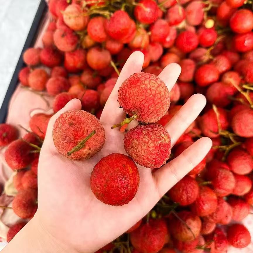 玉荷包荔枝 500克 皮毛不好看不影响里面