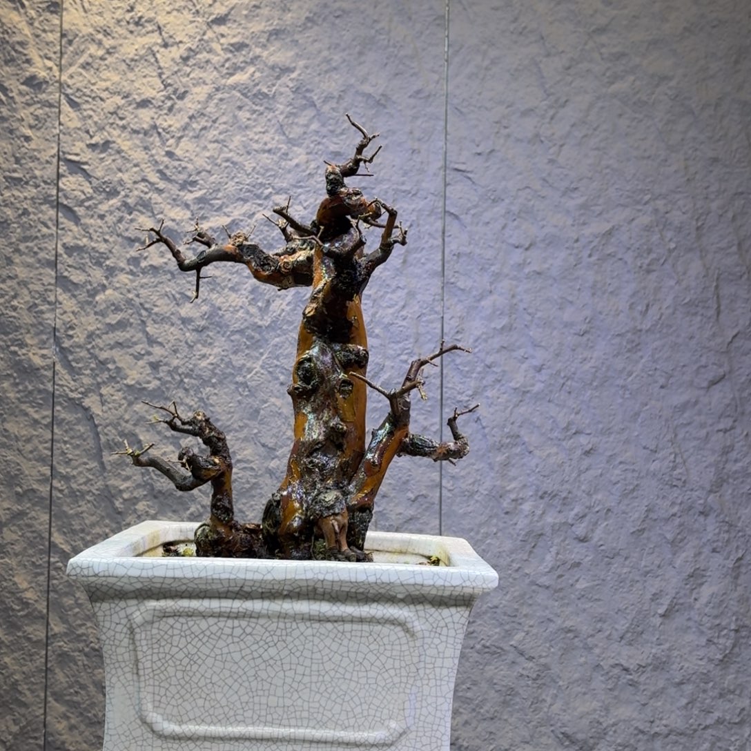 无花朵雀梅一物一拍