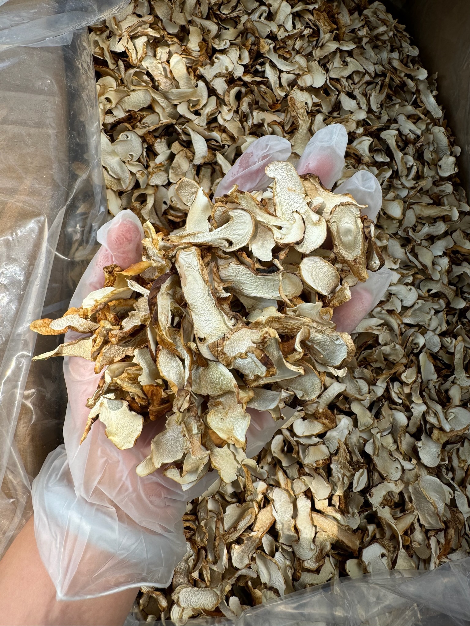 芳一今香格里拉野松茸干童茸片精选带皮营养好品质高未开伞好香