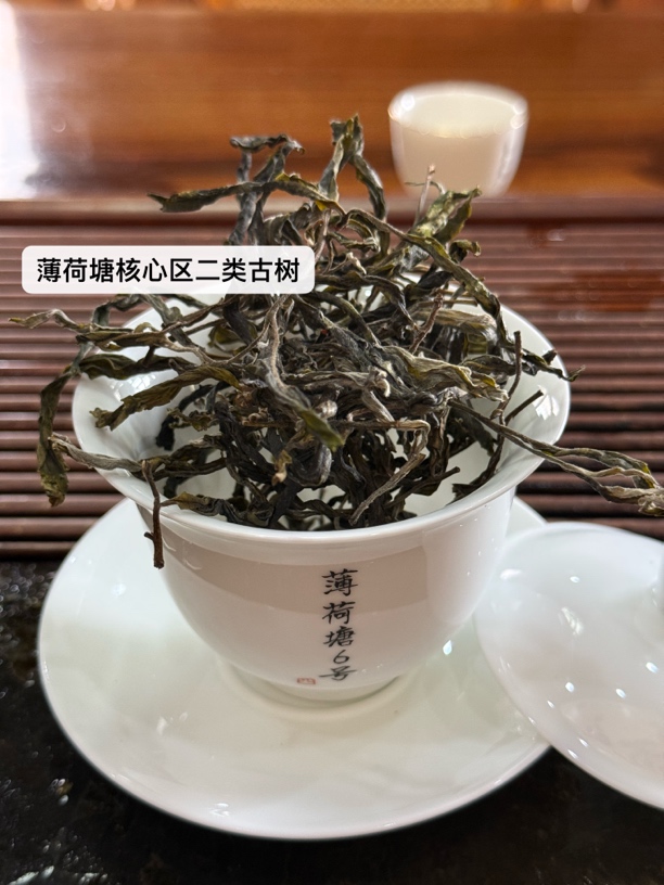25年薄荷塘二类精选古树纯料头春普洱生茶
