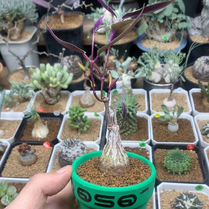 实生紫背罗摩带盆