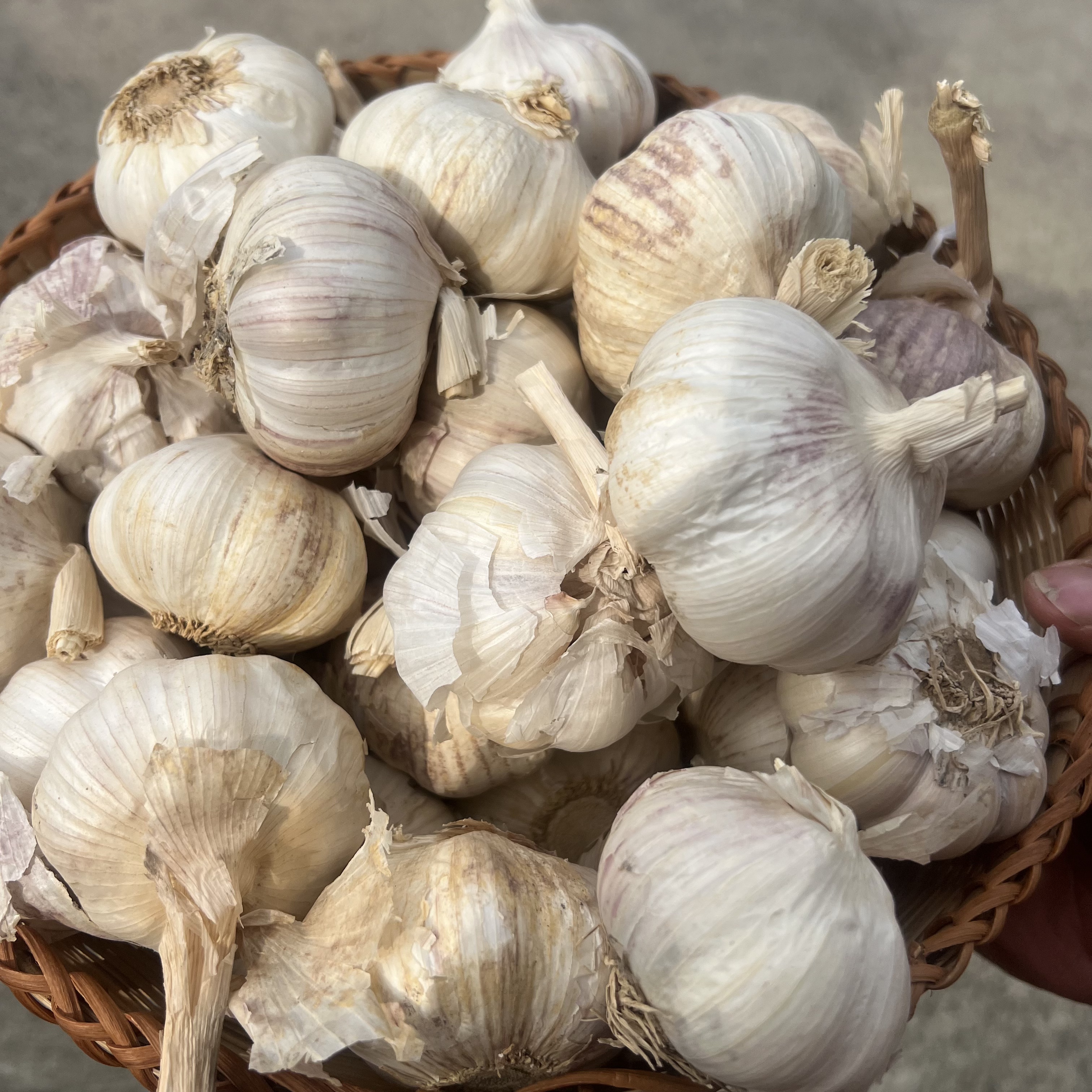 贵州本地农家大蒜