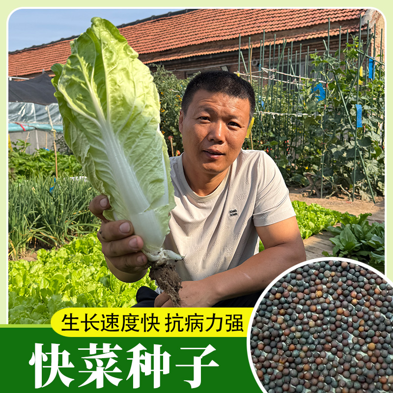 四季速生快菜种子奶油小白菜种子鲜嫩小青菜种籽生吃新鲜农家爽口