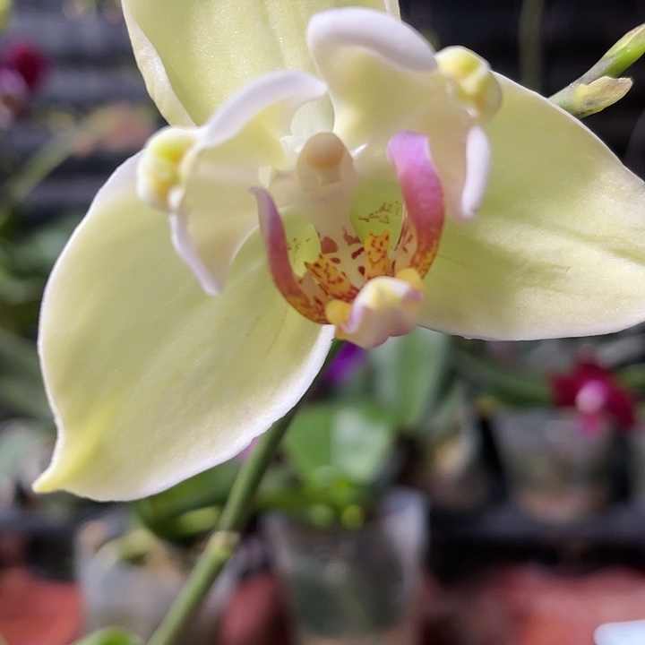 当前无花栽培后可以开花绿如意变异