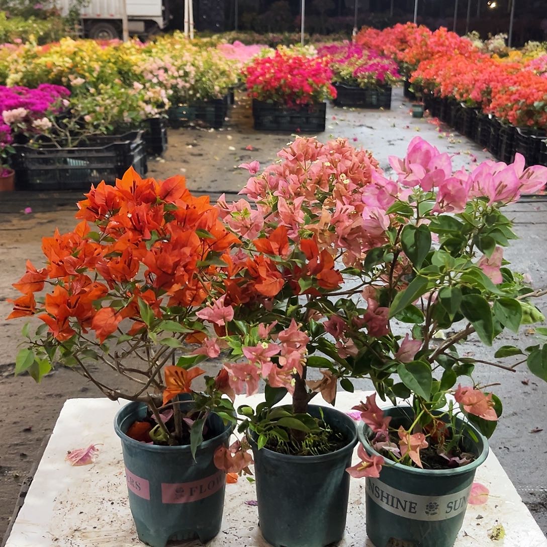 大部分花苞少量开放红桑巴，所罗门，五宝