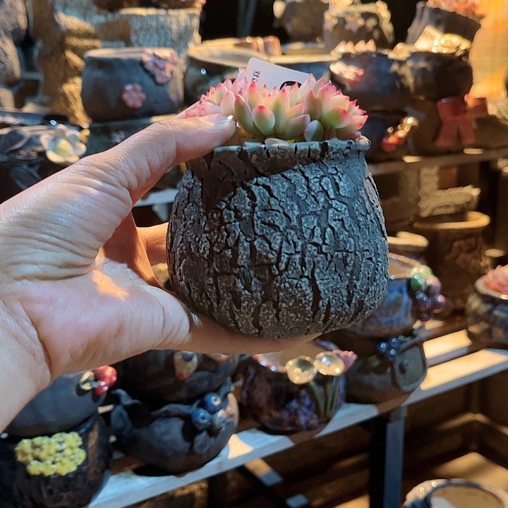 陶哈哈真的是太可爱辣