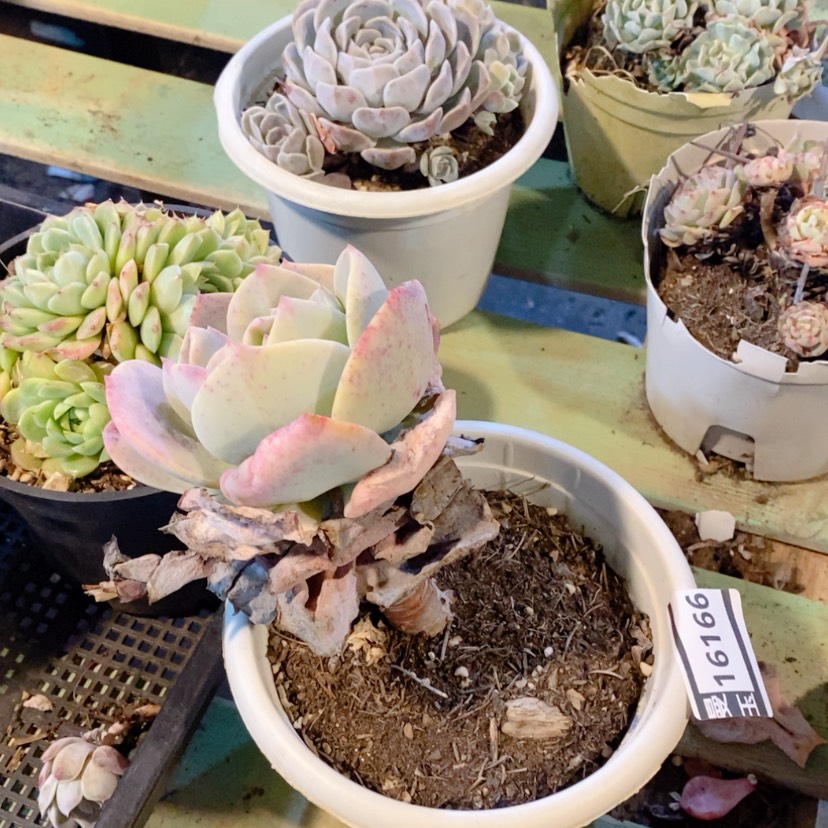 【闪购商品】凤16166