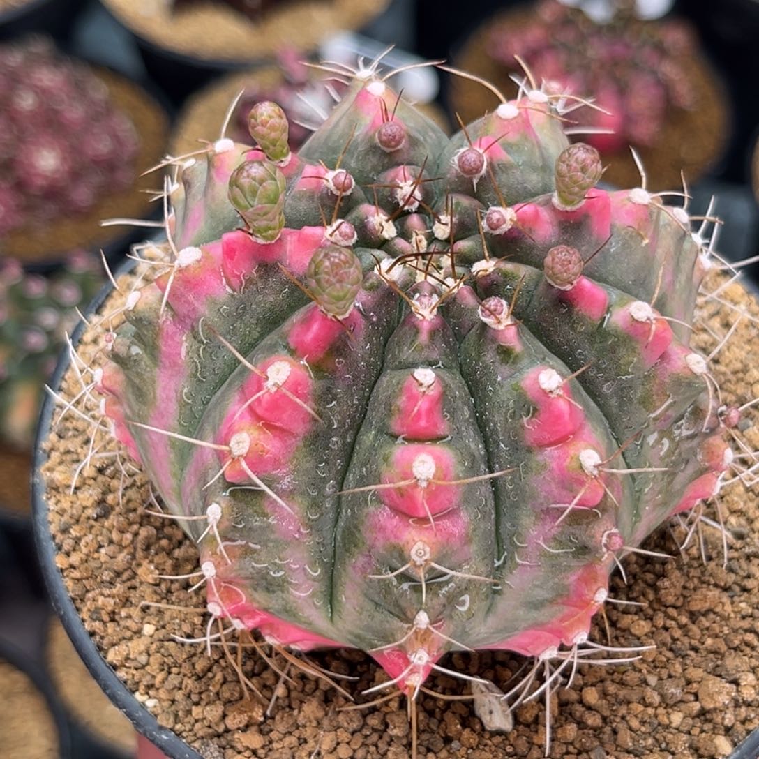 穹顶大母本 米哈仙人球