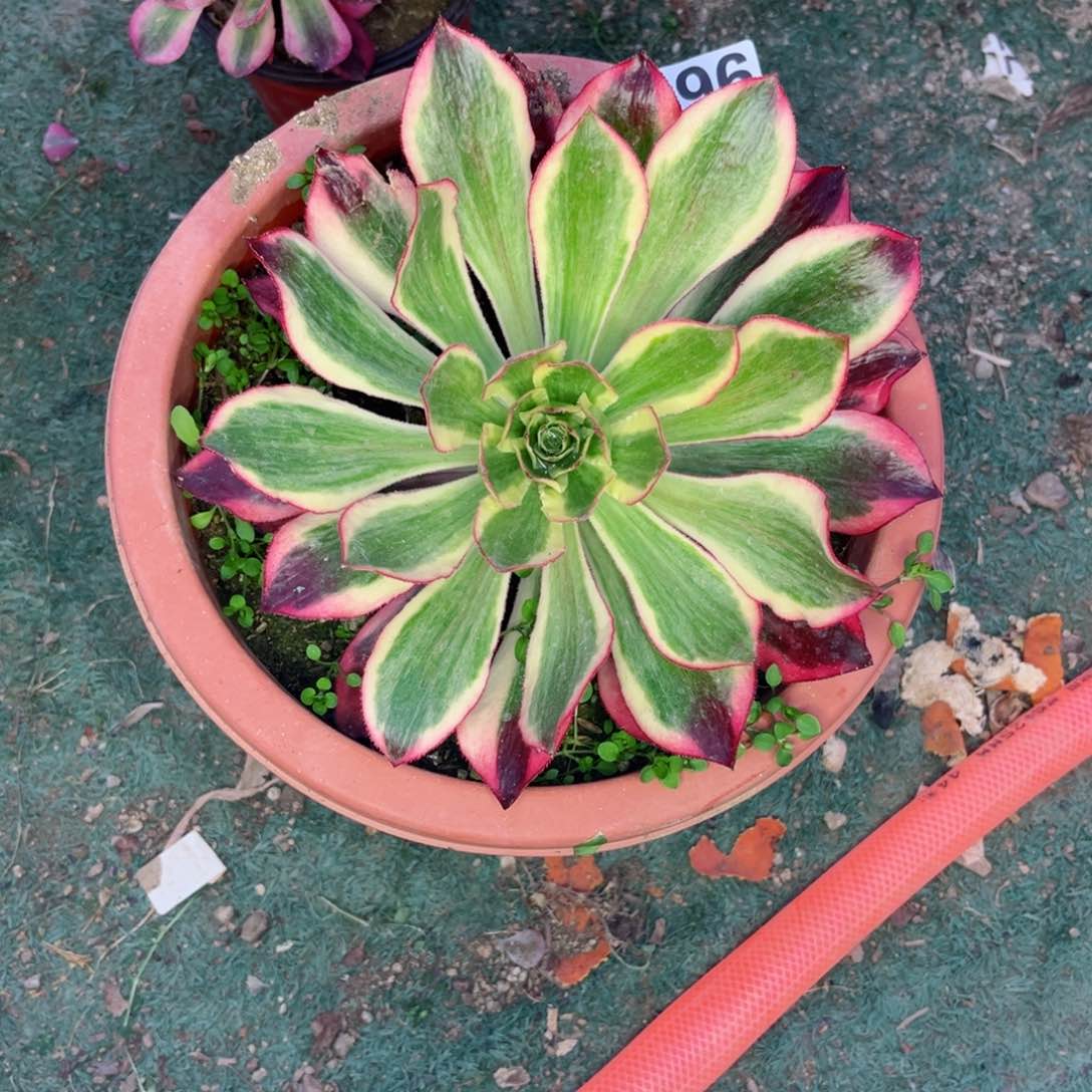 196魅影法师多肉植物