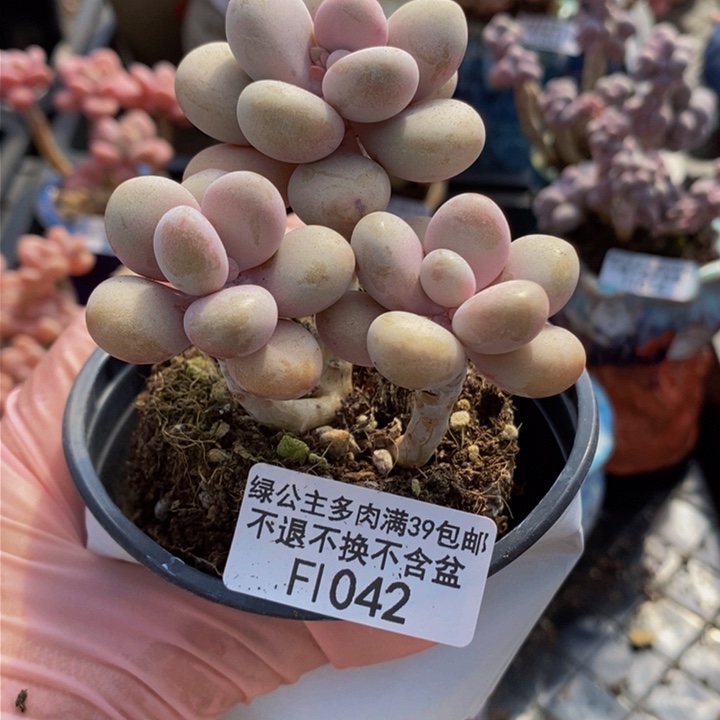 糖果桃蛋老桩7cm1042多肉植物