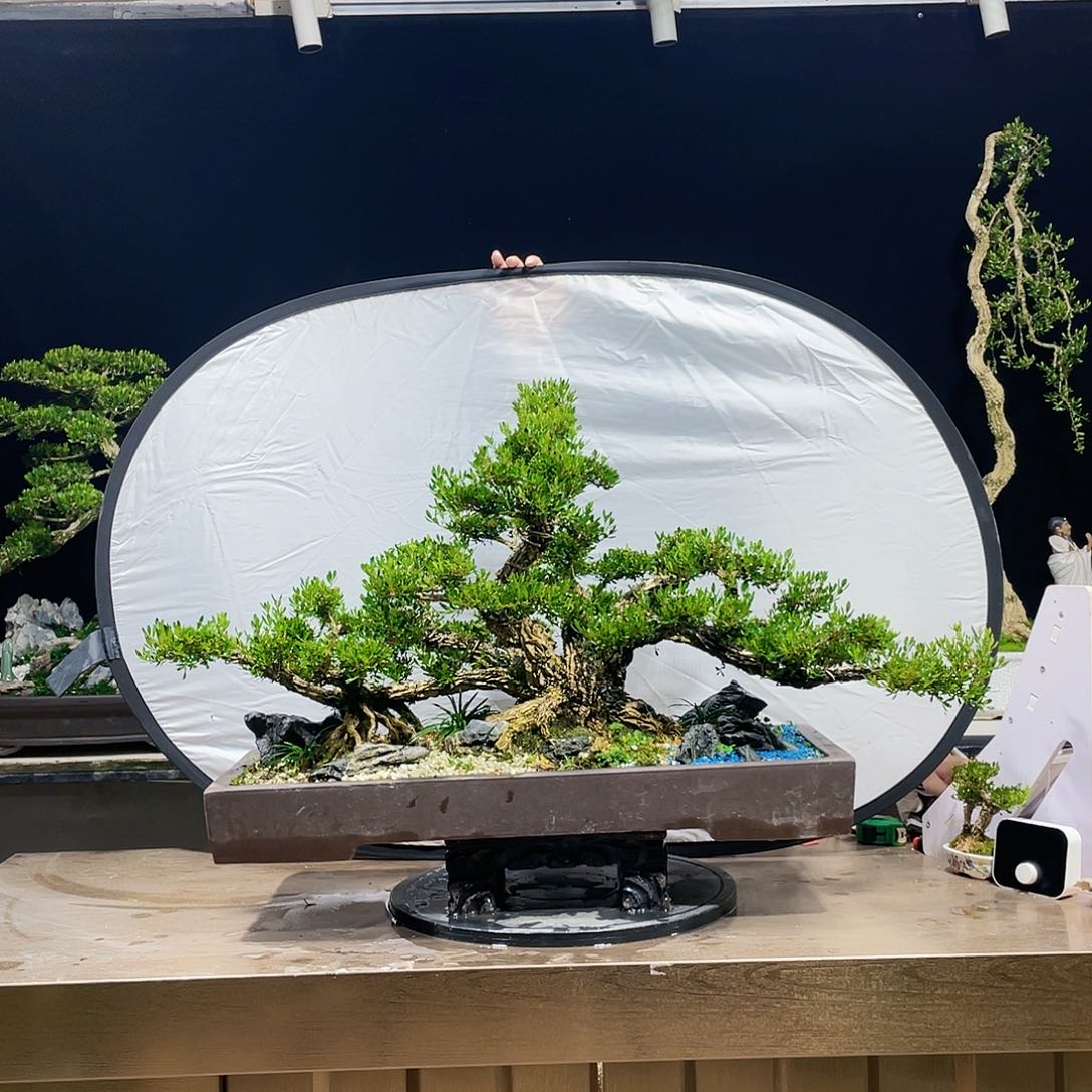 完全开放用****5黄杨盆景四季常青
