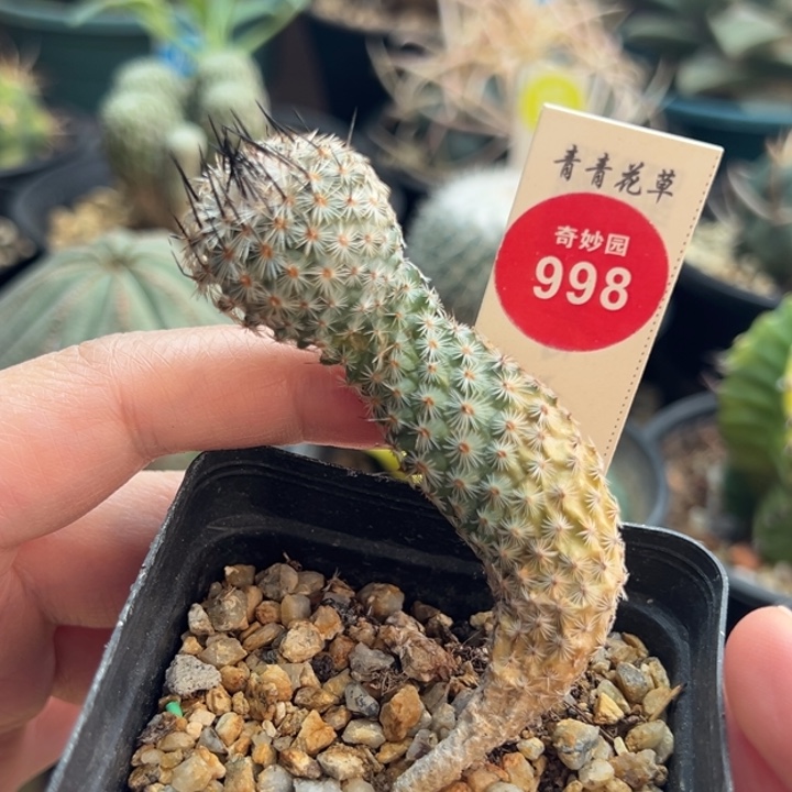 实生赤花美针玉2.3cm