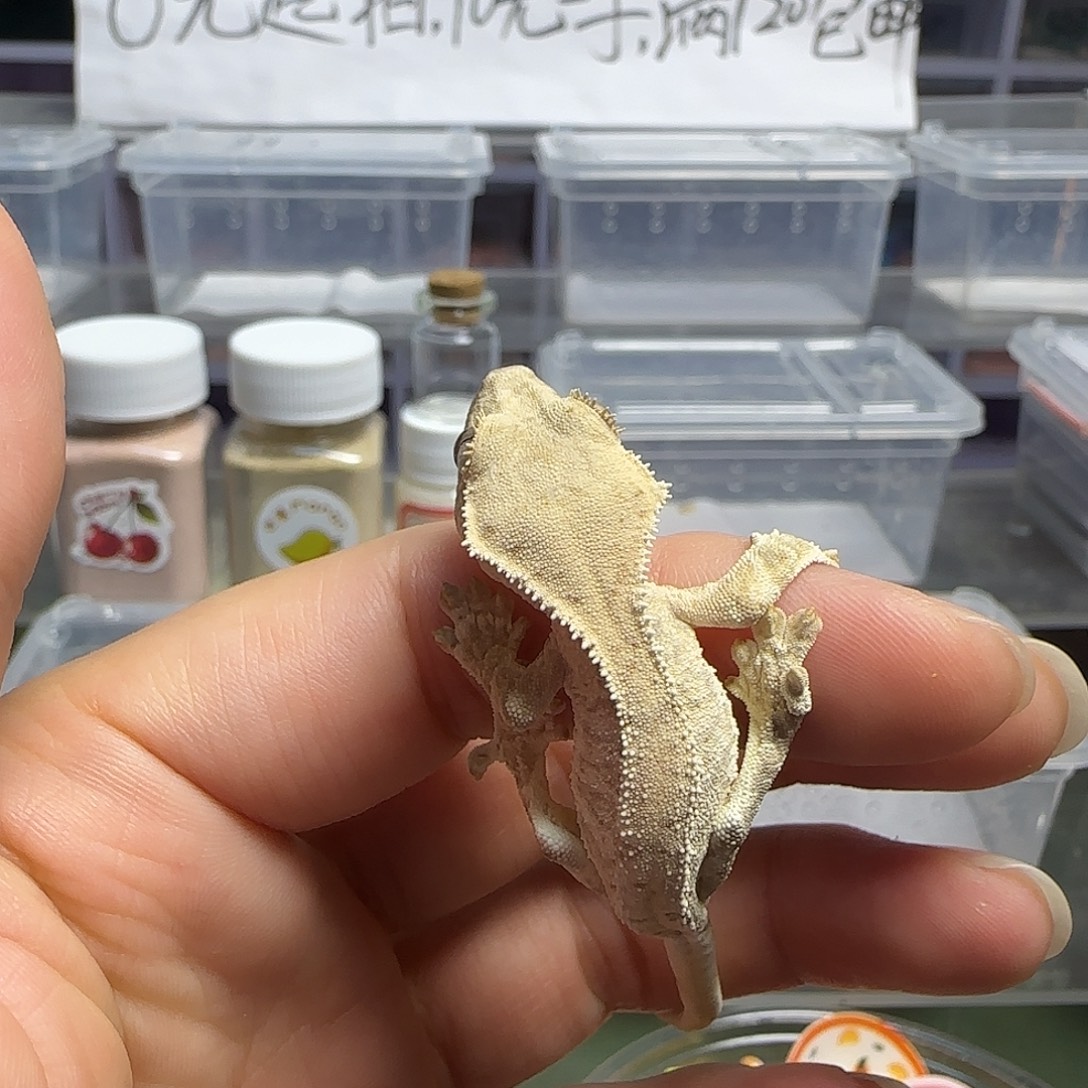 睫角守宫莉莉白很白小小亚