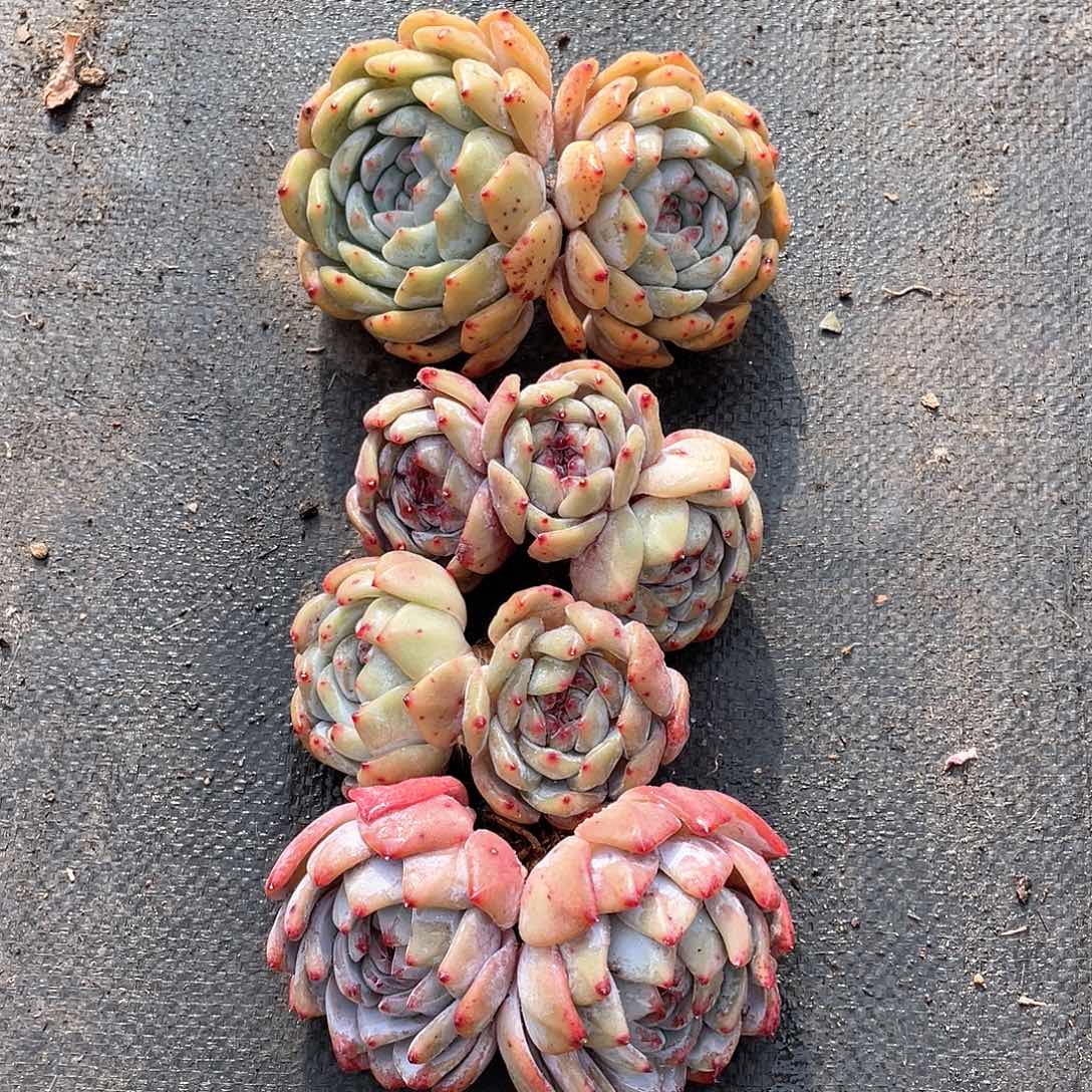 多肉植物多肉植物