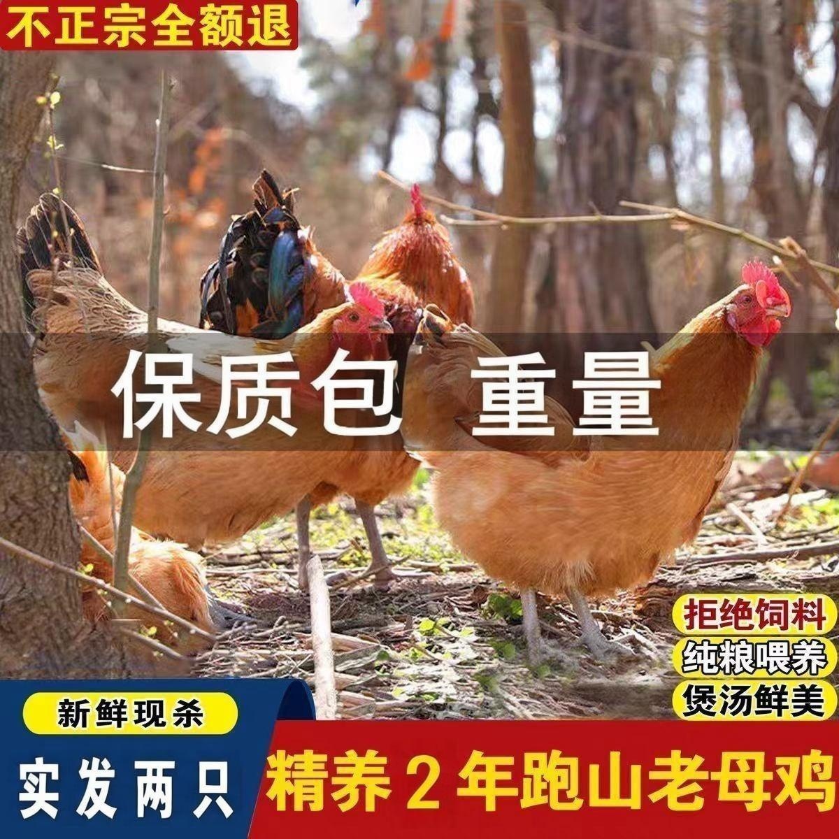 2只超大老母鸡正宗两年土鸡农家散养鸡走地鸡月子鸡现杀粮食散养