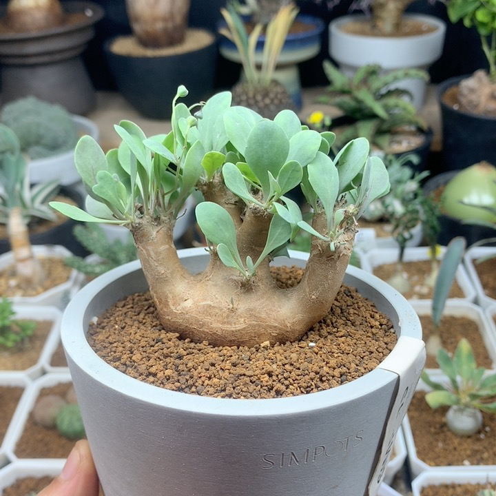 美尻厚敦菊×格加厚敦菊带盆