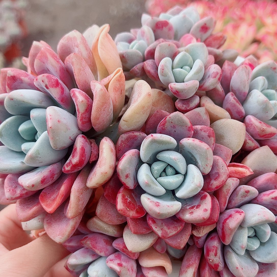 花斑露多头群生精品特价