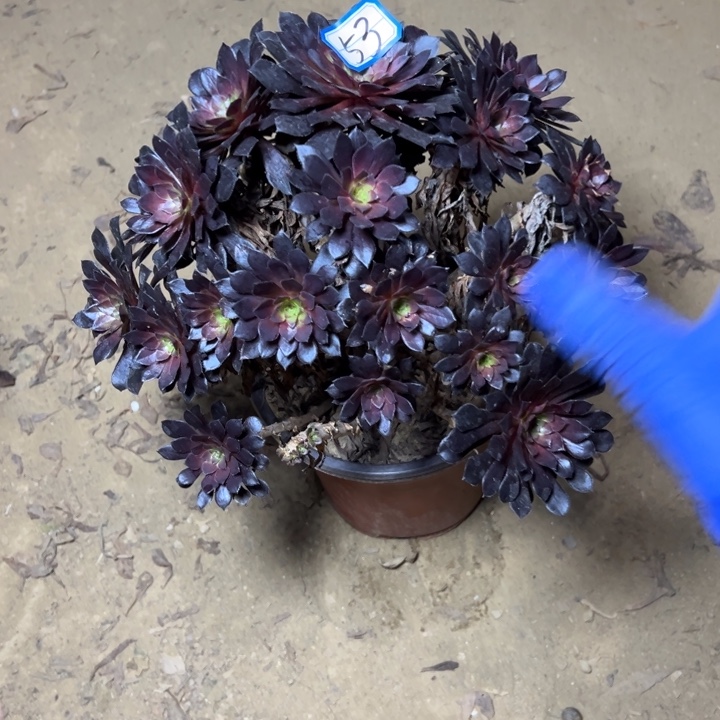 多肉植物断枝不包53