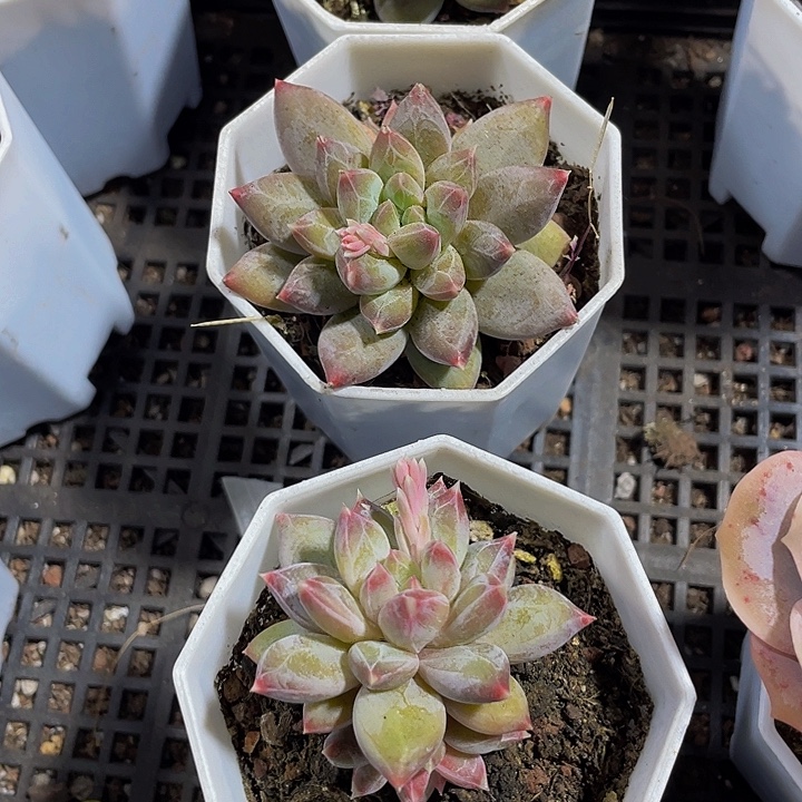 幻影美人带盆土发