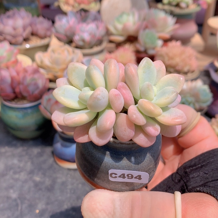 一物一拍含盆土满38包邮C494