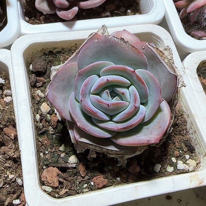 青蛙王子儿童牙膏111