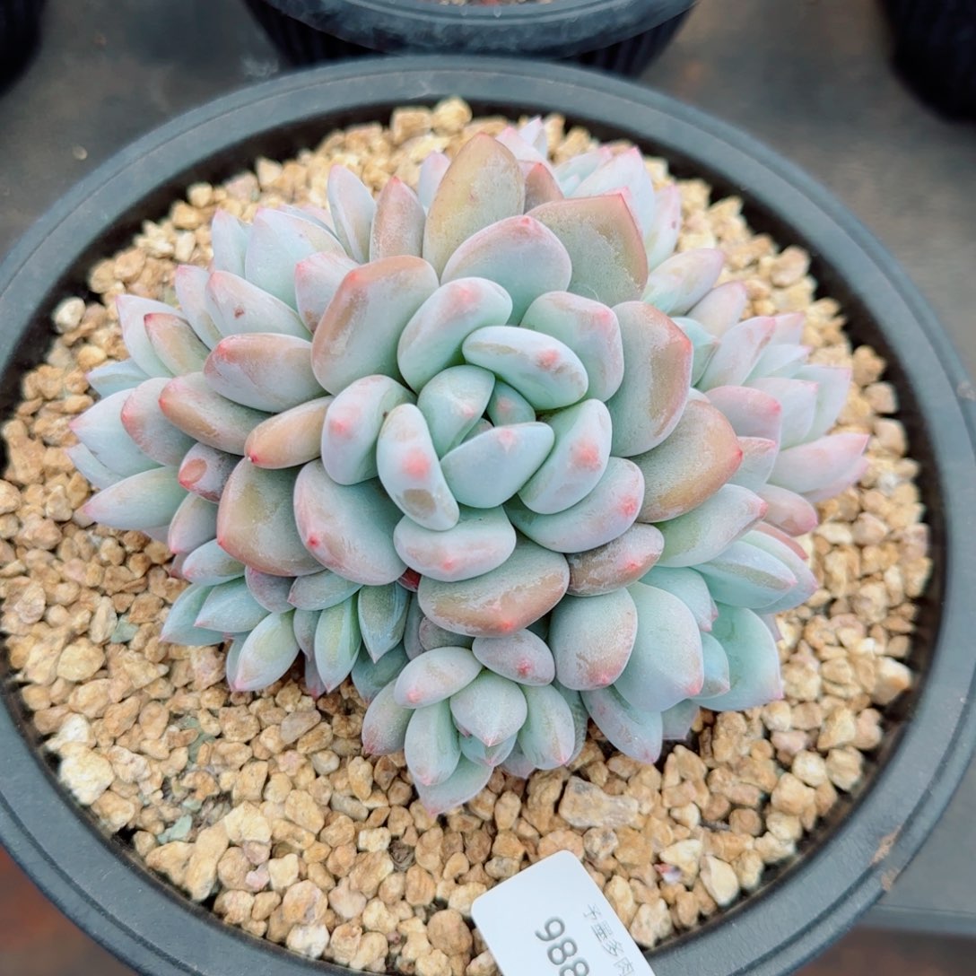 香橙，9889多肉植物