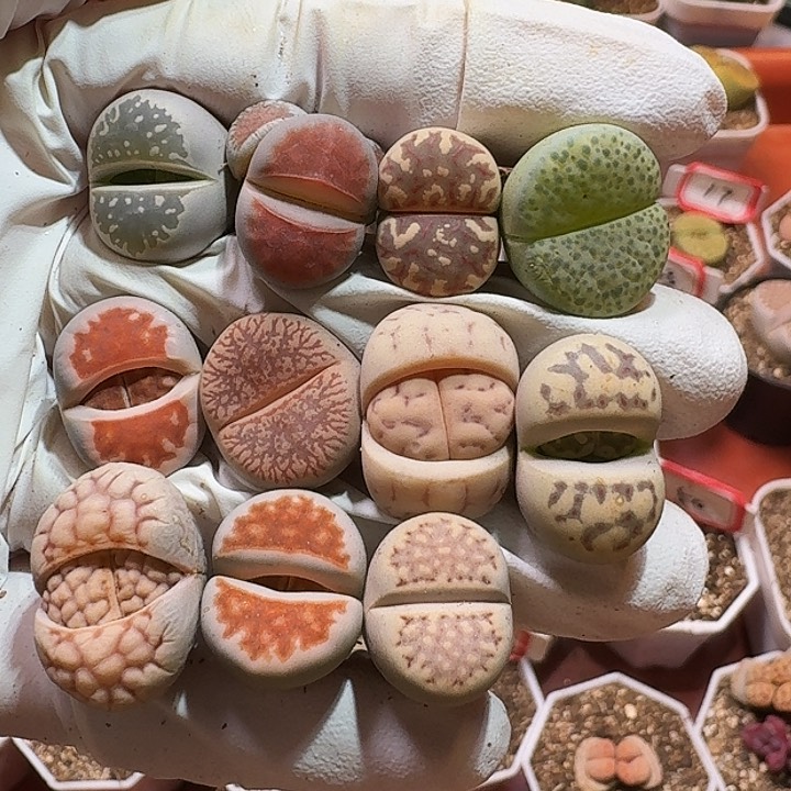 生石花223///。  81号