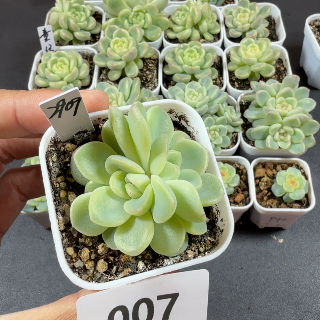 甜心2909帕帕拉恰双头007